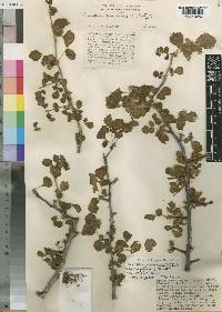 Commiphora sarandensis subsp. moyaleensis image
