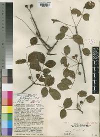 Commiphora mildbraedii image