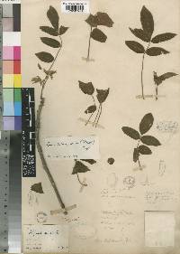 Commiphora edulis subsp. edulis image