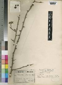 Commiphora africana var. rubriflora image