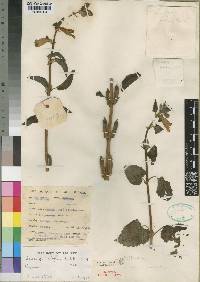 Sesamum latifolium image