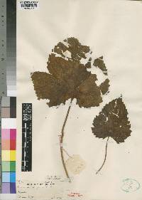 Sesamum latifolium image