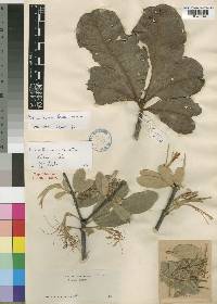 Erianthemum lanatum image