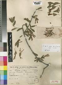 Erianthemum commiphorae image