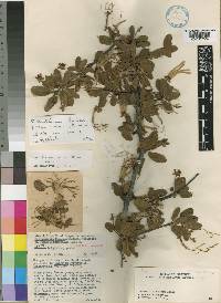 Erianthemum lindense image