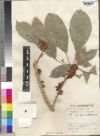 Cola mossambicensis image