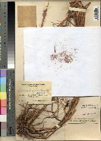 Melinis ambigua subsp. ambigua image