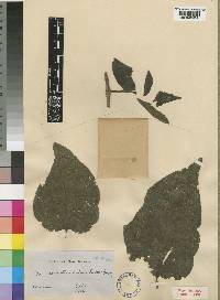 Tapinanthus ogowensis image