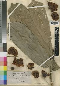 Crateranthus talbotii image