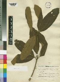 Combretum collinum subsp. hypopilinum image