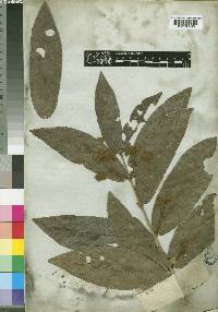 Combretum capituliflorum image