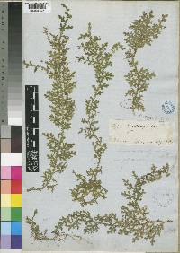 Selaginella cathedrifolia image