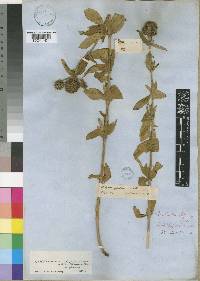 Agathisanthemum globosum image