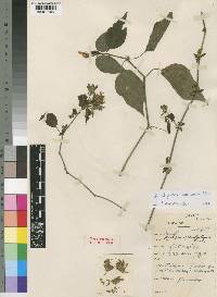Dicliptera maculata image