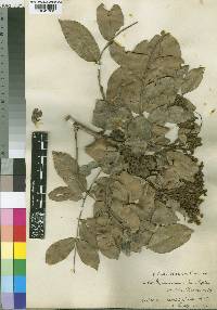 Gilbertiodendron brachystegioides image