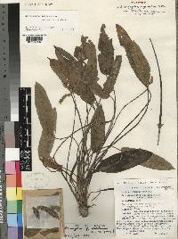 Aponogeton abyssinicus var. albiflorus image