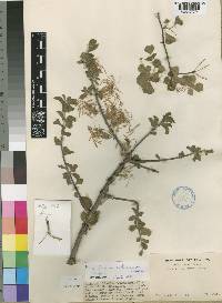 Erianthemum aethiopicum image