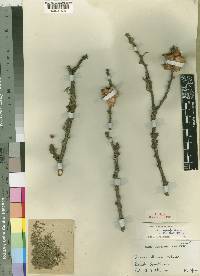 Acacia etbaica subsp. uncinata image