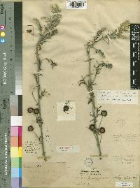 Acacia lasiopetala image