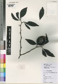 Rothmannia fischeri image