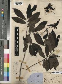 Monodora tenuifolia image