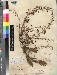 Acacia erythrocalyx image