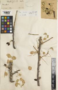 Commiphora paolii image