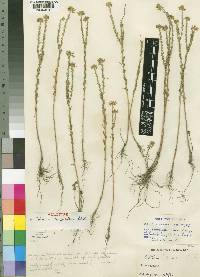 Crotalaria confertiflora image