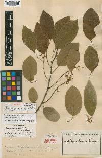 Baphia massaiensis subsp. busseana image