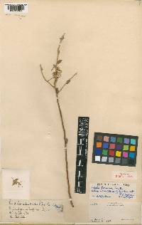 Cadaba farinosa subsp. adenotricha image