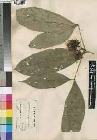 Ritchiea simplicifolia var. caloneura image