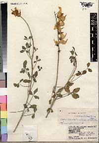 Crotalaria laburnifolia image