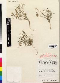 Crotalaria boranica image