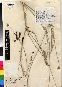 Crotalaria deserticola image