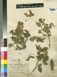 Crotalaria mauensis image