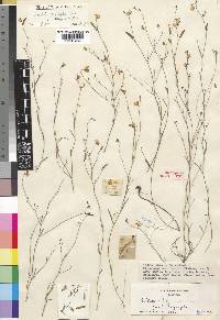 Crotalaria involutifolia image