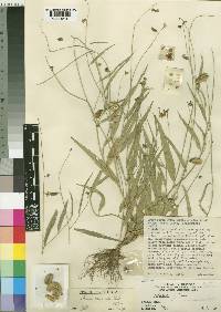 Crotalaria brevicornuta image