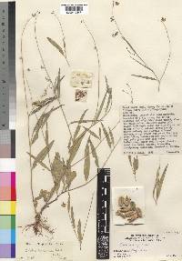 Crotalaria brevicornuta image