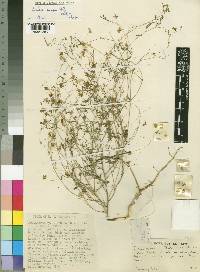 Crotalaria exilipes image