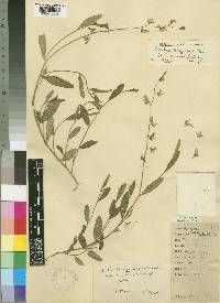 Crotalaria karagwensis image