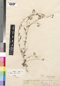 Crotalaria virgulata subsp. pauciflora image