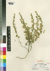 Crotalaria capillipes image