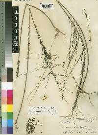 Crotalaria filicaulis image