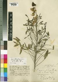 Crotalaria laburnifolia subsp. petiolaris image