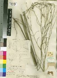 Crotalaria deightonii image