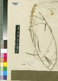 Crotalaria leprieurii image