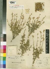 Crotalaria graminicola image