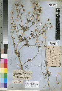 Bidens setigera subsp. setigera image