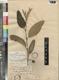 Annona stenophylla image