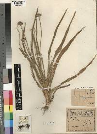 Mesanthemum jaegeri image